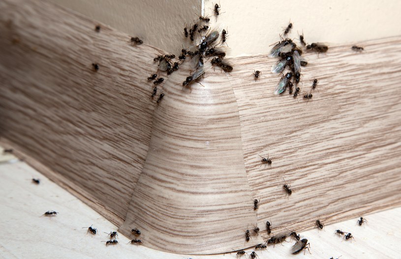 By pozbyć się mrówek, na ścieżce ich wędrówki można rozsypać sodę oczyszczoną, cynamon lub proszek do pieczenia /123RF/PICSEL