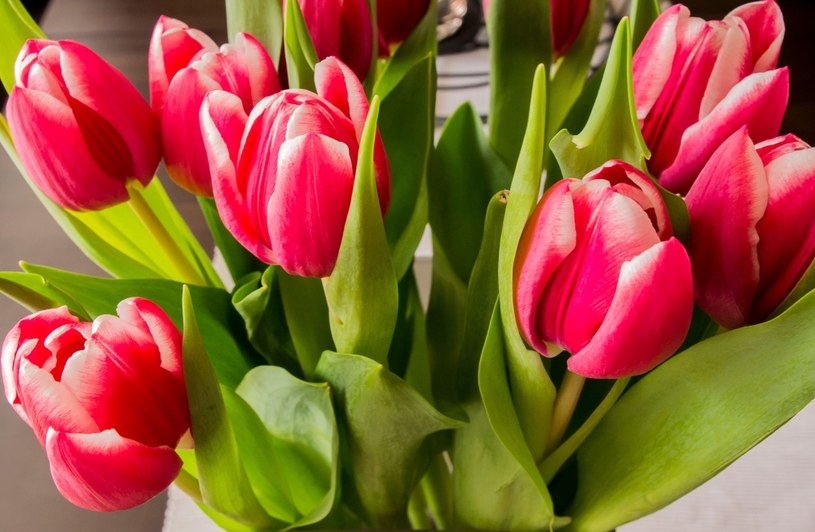 By przedłużyć świeżość tulipanów i cieszyć się nimi trochę dłużej, należy ustawić je z dala od promieni słonecznych /123RF/PICSEL