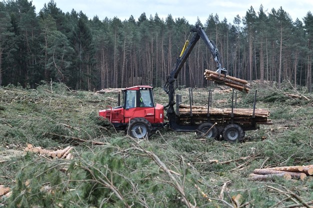 By przekop był możliwy wycięto mnóstwo drzew /Marcin Gadomski /PAP