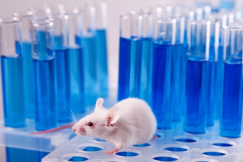 By sprawdzić wpływ ruchu na wątrobę, przebadano myszy /123RF/PICSEL