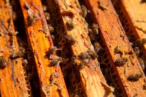 By zgromadzić 1 kg, trzeba oczyścić aż 30 uli. Wzmacnia odporność, walczy z wałeczkami