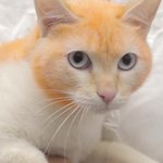 By zwiększyć szanse na adopcję, pomalowali kota… w kolory tęczy