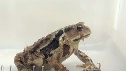 Być pożartym i się nie poddać...