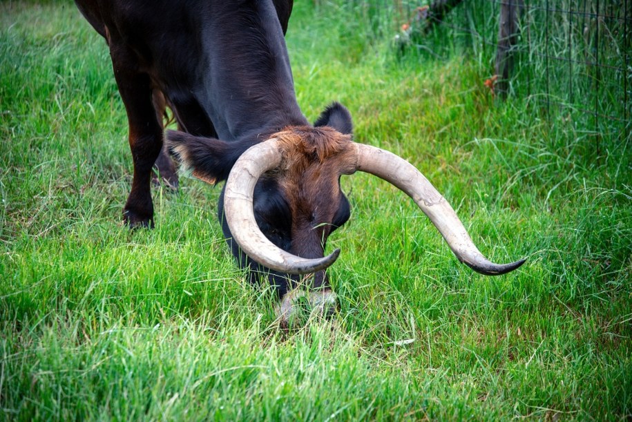 Krowa siała popłoch na ulicach. Wbiegała nawet do sklepów