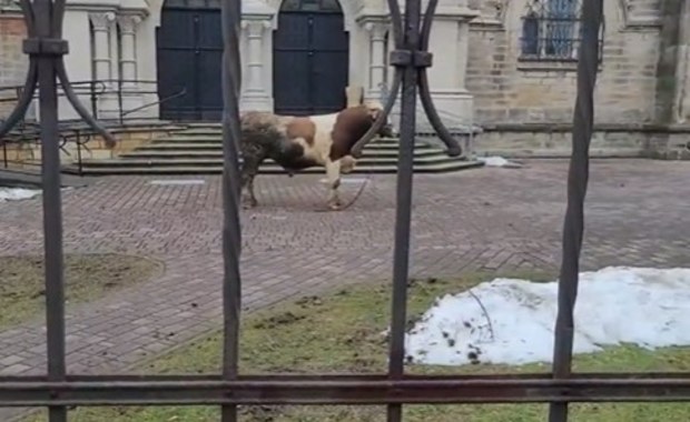 Byk uciekł z transportu i biegał po centrum miasta 