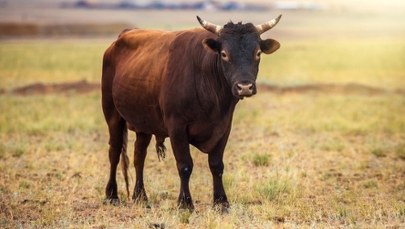 Byk zaatakował 70-latka na Mazowszu. Mężczyzna zmarł
