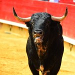 Byk "zemścił się" na uczestnikach rodeo. Poturbował ludzi i... stanął na podium