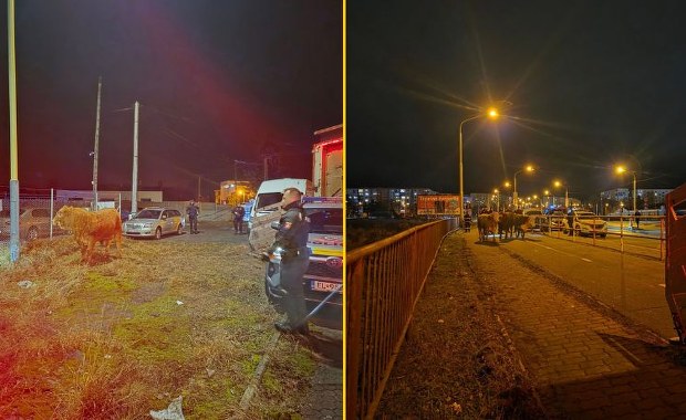Byki jadące do Polski wypadły na ruchliwą drogę. Goniła je policja