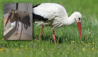 Był oblepiony dziwną substancją. Przejechali 300 km, aby ratować bociana