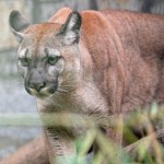 Był właścicielem pumy, której nie chciał oddać do zoo. Usłyszał wyrok