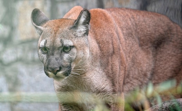 Był właścicielem pumy, której nie chciał oddać do zoo. Usłyszał wyrok