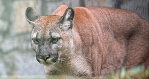 Był właścicielem pumy, której nie chciał oddać do zoo. Usłyszał wyrok