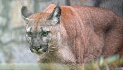 Był właścicielem pumy, której nie chciał oddać do zoo. Usłyszał wyrok