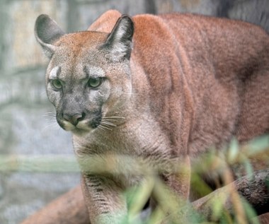 Był właścicielem pumy, której nie chciał oddać do zoo. Usłyszał wyrok