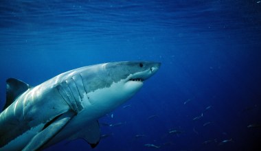 Była ósma rano, gdy zaatakował. Od 20 lat nie było takiej sytuacji