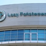 Byli dyrektorzy Lasów Państwowych zatrzymani przez CBA
