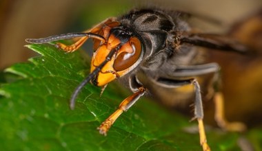 Byli na rajskich wakacjach. Doszło do ataku owadów. Ojciec i syn nie żyją
