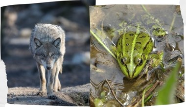 Byli przykładem wymierania natury. Teraz zwierzęta wracają z zaświatów