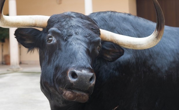 Były matador ugodzony rogiem przez byka. Tragedia przed korridą