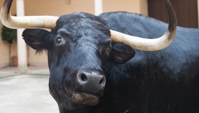 Były matador ugodzony rogiem przez byka. Tragedia przed korridą