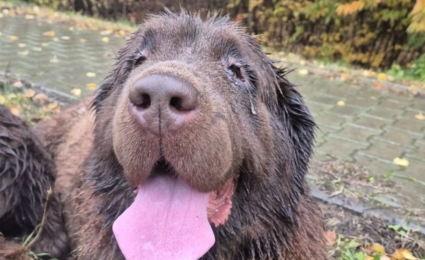 Były przemoczone i zdezorientowane. Dwa psy czekały na pomoc