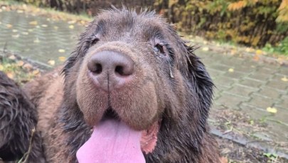 Były przemoczone i zdezorientowane. Dwa psy czekały na pomoc