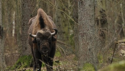 Były sołtys zabił "Pyrka". Jest prawomocny wyrok