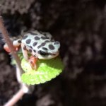 Były uznane za wymarłe. Nowe mieszkanki pojawiły się w Poznaniu