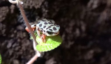 Były uznane za wymarłe. Nowe mieszkanki pojawiły się w Poznaniu