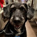 ​Cała Hiszpania szuka psa Boro, który przeżył katastrofę kolejową