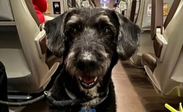 ​Cała Hiszpania szuka psa Boro, który przeżył katastrofę kolejową