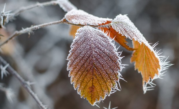 Cała Polska na żółto. Ostrzeżenia przed przymrozkami 