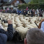 Całe stada schodzą z górskich hal. Stara karpacka tradycja zapiera dech