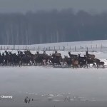 Całe stado może nagle pojawić się przed autem. Kierowco, uważaj