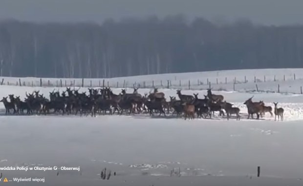 Całe stado może nagle pojawić się przed autem. Kierowco, uważaj