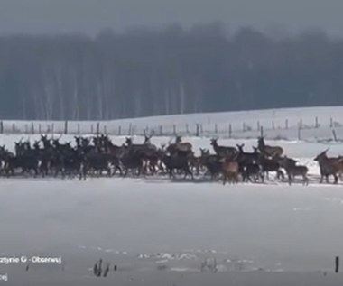 Całe stado może nagle pojawić się przed autem. Kierowco, uważaj