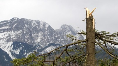 "Całkowicie zniszczony jest las pod skocznią. Katastrofa"