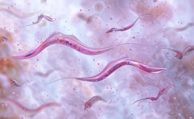 "Całujące pluskwy" z pasożytami. W USA rozprzestrzenia się choroba Chagasa