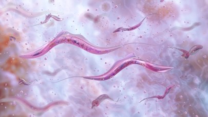 "Całujące pluskwy" z pasożytami. W USA rozprzestrzenia się choroba Chagasa