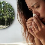 alergia Cały kraj narzeka na katar. Japończycy zaczęli więc modyfikować drzewa