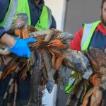 floryda Całymi dniami zbierają iguany z chodników. Gady spadają z drzew z powodu zimna