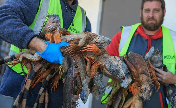 Całymi dniami zbierają iguany z chodników. Gady spadają z drzew z powodu zimna 