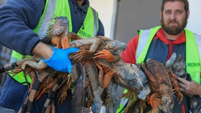 Całymi dniami zbierają iguany z chodników. Gady spadają z drzew z powodu zimna 