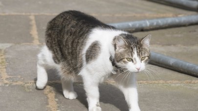 Cameron odchodzi z Downing Street. Kot Larry zostaje