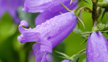 Campanula Blue Ocean w ogrodzie. Jak uprawiać kwiat z dzwonkami?