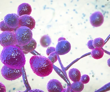 Candida auris - lekooporny "supergrzyb", który niepokoi Amerykanów