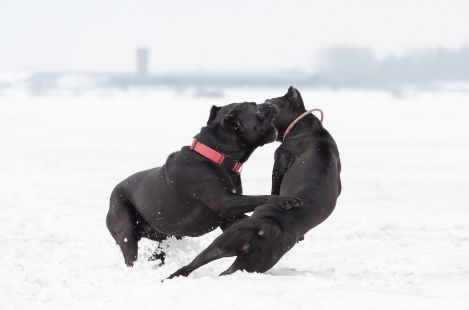 Cane Corso bawiące się ze sobą /Shutterstock