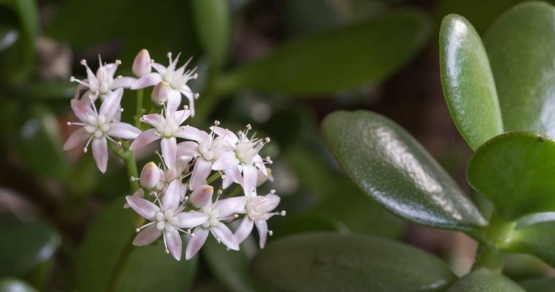 CanvaPro/ Co trzeba zrobić, aby popularna roślina doniczkowa wypuściła kwiaty? /materiał zewnętrzny