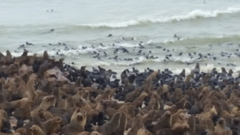 Cape Cross. To tu żyje ogromna kolonia uchatek. Stado liczy około 350 000 sztuk. Na filmie, który znajdziesz na drugiej stronie zobaczysz jak żyją te zwierzęta /INTERIA.PL