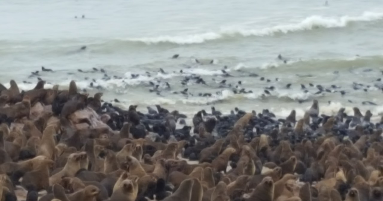 Cape Cross. To tu żyje ogromna kolonia uchatek. Stado liczy około 350 000 sztuk. Na filmie, który znajdziesz na drugiej stronie zobaczysz jak żyją te zwierzęta /INTERIA.PL